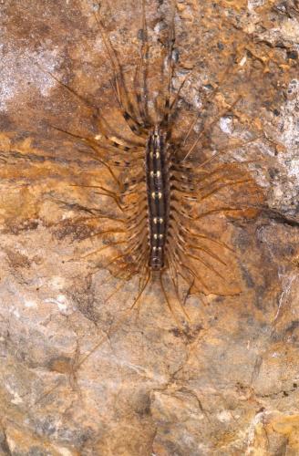 Réf. 346 333 : Scutigera coleoptrata